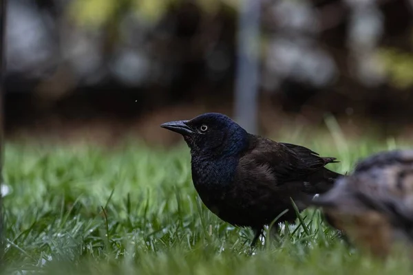 Selektiv Fokusbild Magnifik Korp Ett Grästäckt Fält — Stockfoto