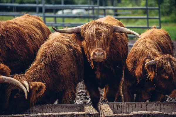 Nahaufnahme Von Braunen Stieren Die Wasser Aus Dem Graben Trinken — Stockfoto