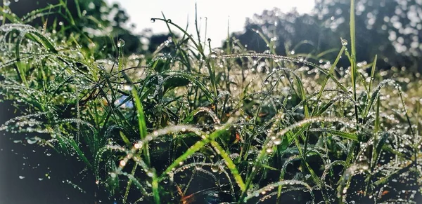 Eine Nahaufnahme Von Grünen Pflanzen Einem Garten Nach Dem Regen — Stockfoto