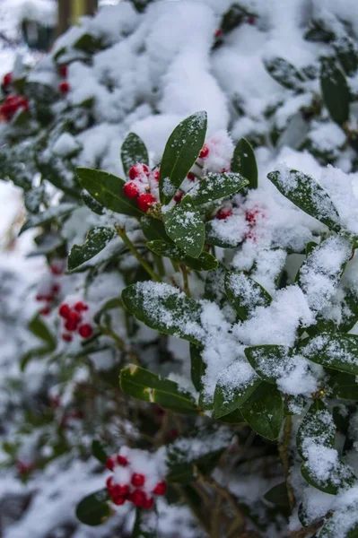 Eine Vertikale Aufnahme Eines Gewöhnlichen Stechpalmenstrauches Der Winter Tagsüber Schnee — Stockfoto