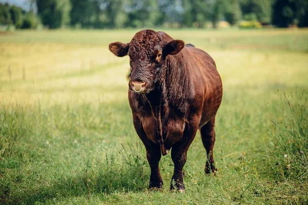 Uma Vaca Marrom Campo Verde Uma Área Rural — Fotografia de Stock