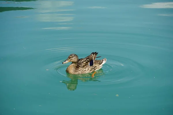 Nahaufnahme Einer Stockente Die See Schwimmt — Stockfoto