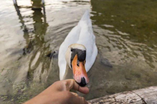 White Swan Bites Man Hand — Stock Photo, Image