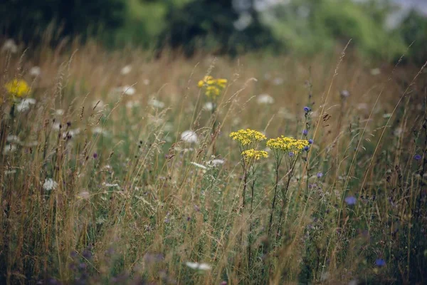 野に生えているウワサの花を選択的に撮影 — ストック写真
