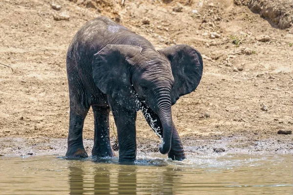 Primer Plano Elefante Bebiendo Jugando Con Agua Del Lago Durante — Foto de Stock