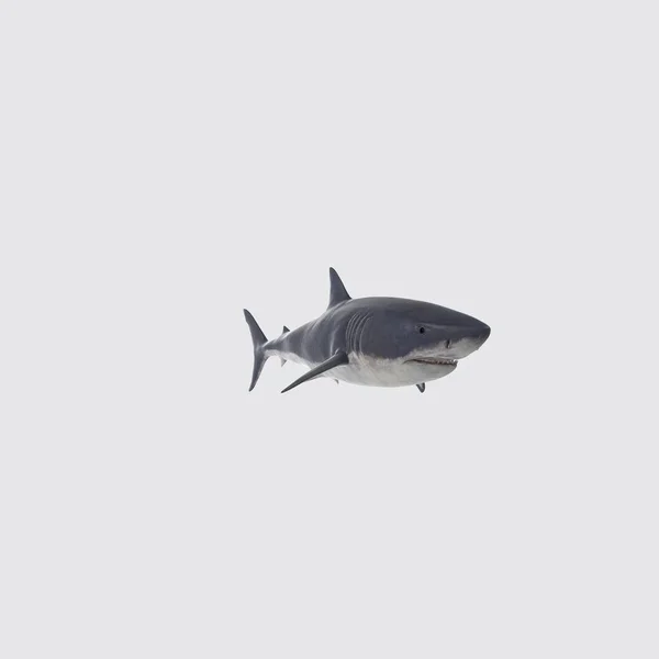 白い背景に白いサメの3Dレンダリングのイラスト — ストック写真
