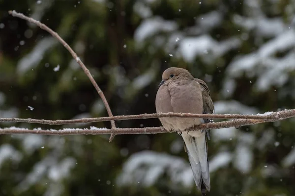 Selective Focus Shot Pigeon Sitting Thin Branch Tree Snow — Stock Photo, Image