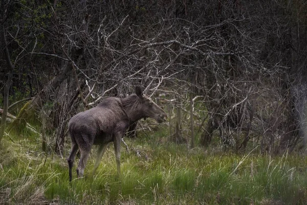 Orignal Noir Debout Sur Champ Herbe Avec Des Branches Bois — Photo