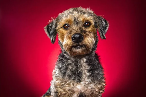 一只红色背景的可爱狗的特写镜头 — 图库照片