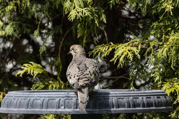 Selective Focus Shot Pigeon Sitting Stone Statue Trees — Stock Photo, Image