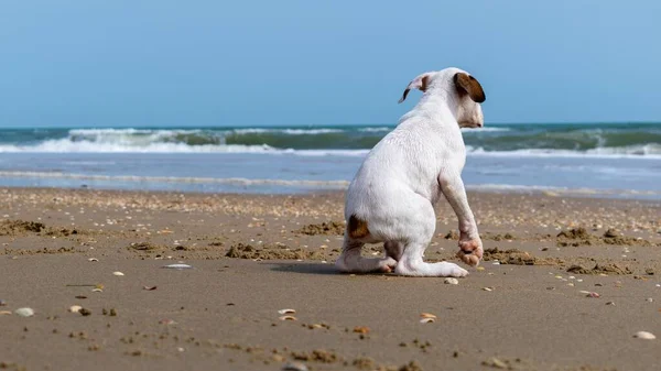 Lindo Bebé Blanco Guatemalteco Bull Terrier —  Fotos de Stock