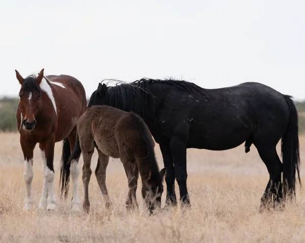 Beautiful View Group Horses Field — Stock Photo, Image