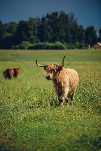 Vertical Shot Beautiful Beige Bull Standing Green Field — Stock Photo, Image