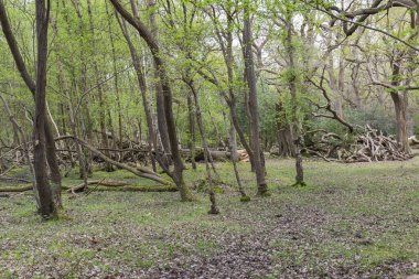 sherwood forest landscape in England clipart
