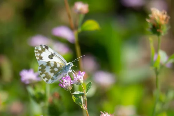 Селективный Снимок Бабочки Цветке — стоковое фото
