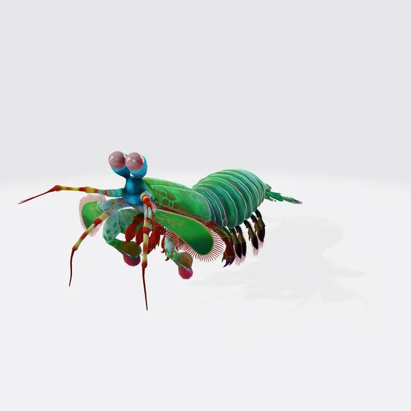 彩色虾仁在白色背景上被隔离的三维图像 — 图库照片