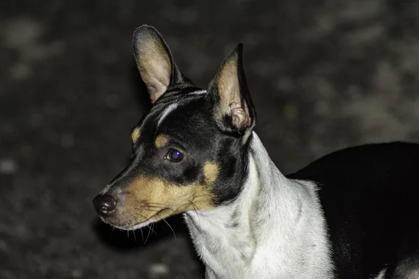 Selective Focus Shot Black White Toy Fox Terrier Dog — Stock Photo, Image