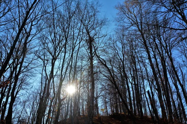 Słońce Świeci Niebieskim Niebie Wysokimi Gołymi Drzewami Lesie — Zdjęcie stockowe