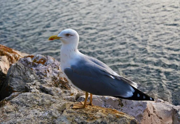 Selective Focus Shot Great Black Backed Gull Beach — Stock Photo, Image