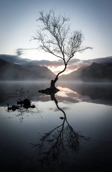 Vertical Shot Leafless Tree Reflection Lake Surrounded Mountains Sunset — Stock Photo, Image