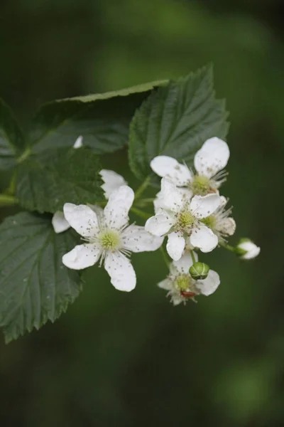 Doğal Çevredeki Beyaz Çiçek — Stok fotoğraf