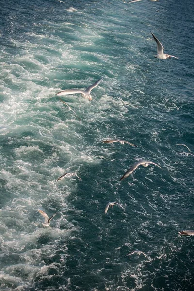 Coup Vertical Goélands Sur Les Vagues Pendant Journée — Photo