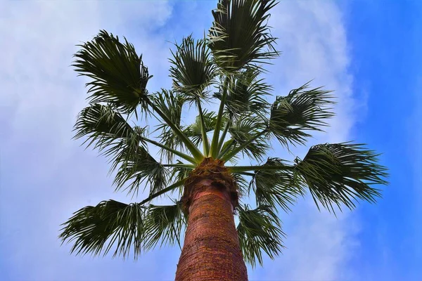 Tiro Bajo Ángulo Una Palmera Bajo Cielo Nublado Hermoso — Foto de Stock