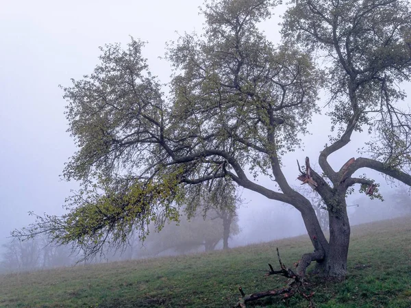 在德国 田野里的树木被浓雾笼罩着 这完全是令人生畏的概念 — 图库照片