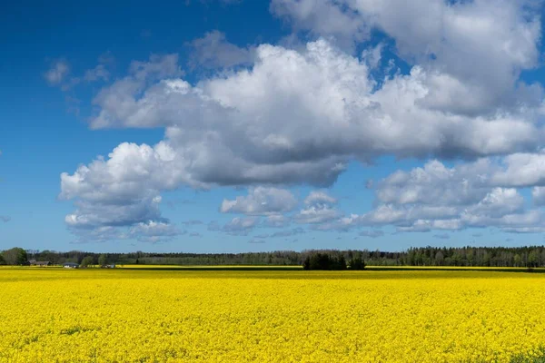 Belo Campo Amarelo Com Flores Canola Sob Céu Nublado — Fotografia de Stock