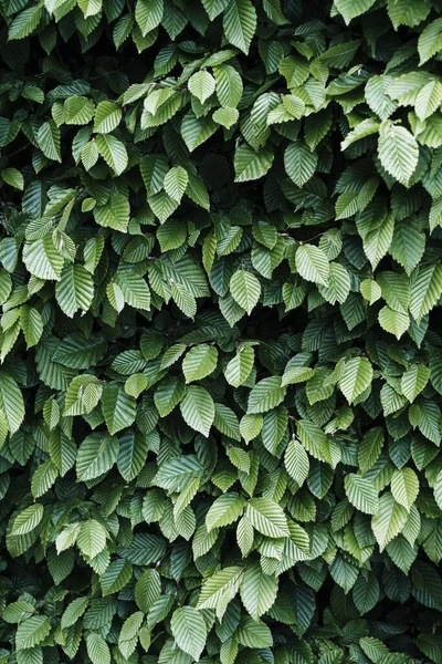 Egy Függőleges Lövés Telített Zöld Növény Levelek — Stock Fotó