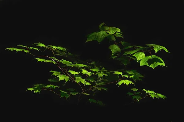 Una Hoja Verde Sobre Ramas Aisladas Fondo Negro — Foto de Stock