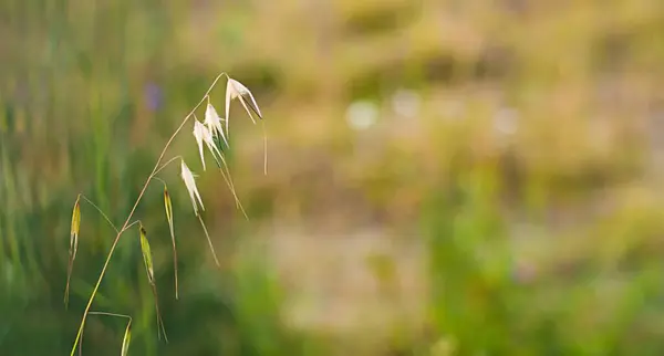Closeup Shot Dry Sweet Grass Blurred Background — Stock Photo, Image