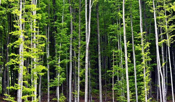 Красивый Зеленый Лес Днем — стоковое фото