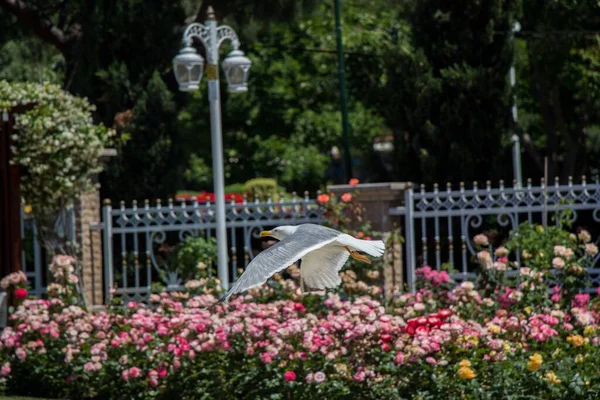 A closeup shot of a gull flying above the rose bushes in the garden