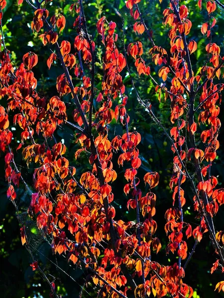 Low Angle Shot Bright Tree Leaves Sunlight — Stock Photo, Image