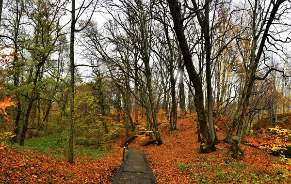 紅葉に覆われた地面の木々の間の細い道の美しい景色 — ストック写真
