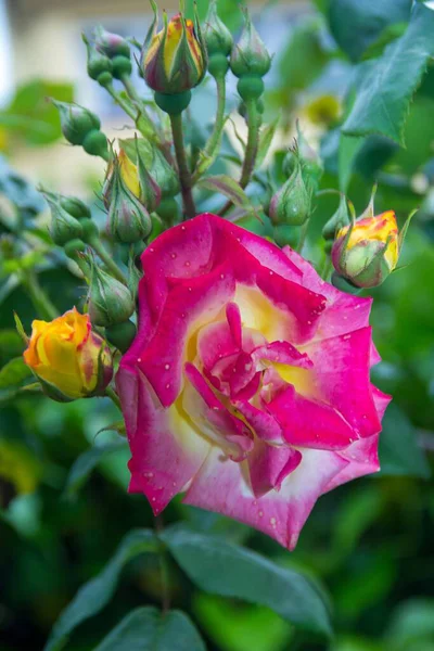 Vertikal Selektiv Fokusbild Blomman Rosa Ros Och Gula Rosenknoppar Trädgården — Stockfoto