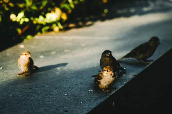 Gros Plan Moineaux Debout Sur Une Surface Pierreuse — Photo