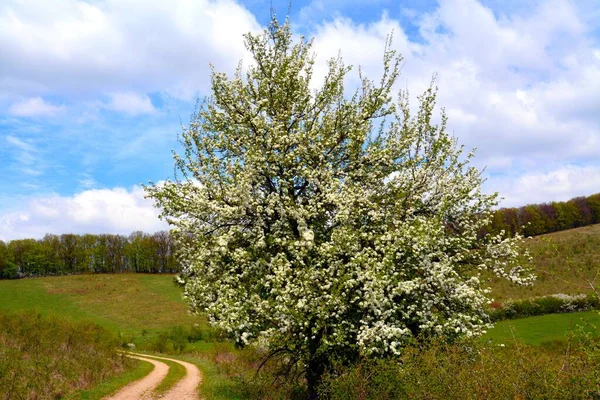 Eine Hochwinkelaufnahme Eines Schönen Baumes Mit Weißen Blüten Einer Straße — Stockfoto