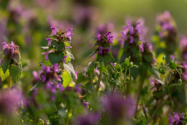 Den Lila Fältet Blommor Solig Dag — Stockfoto