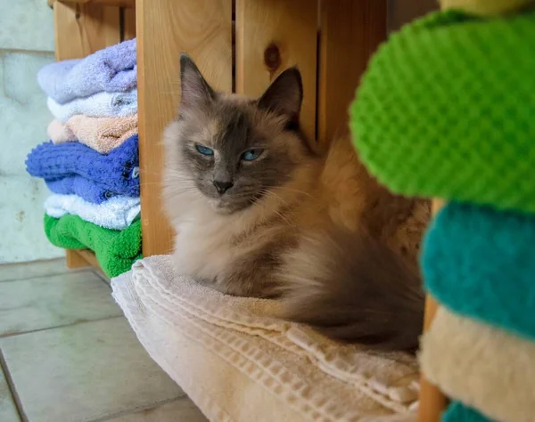 一只脾气暴躁的暹罗猫坐在一堆毛巾旁边 — 图库照片