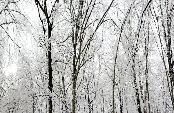 Tall Bare Trees Covered Snow Forest Winter — Stock Photo, Image