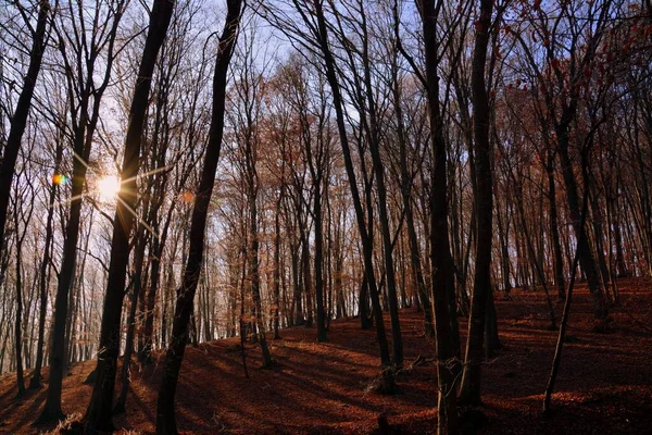 Eine Aufnahme Von Der Sonne Die Durch Die Hohen Kahlen — Stockfoto