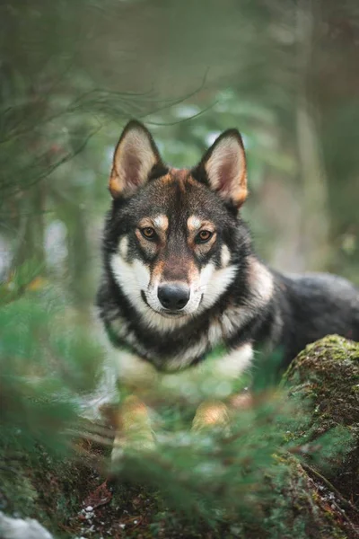 Digoin Francia Mayo 2020 Retrato Cerca Joven Perro Lobo —  Fotos de Stock