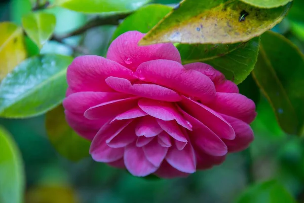 庭のピンクの椿の花の選択的なフォーカスショット — ストック写真