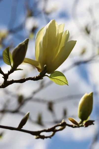 Bulanık Bir Arkaplanda Güzel Manolya Çiçeklerinin Yakın Plan Çekimi — Stok fotoğraf