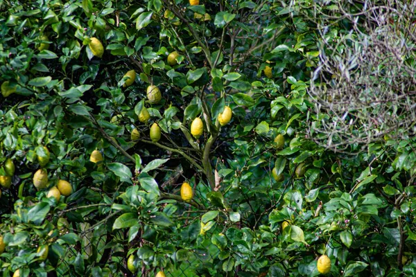 木々の上にレモンの成長のクローズアップショット 背景に最適です — ストック写真
