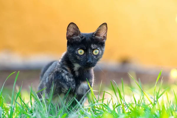 一只可爱的黑猫在草地上的选择焦点 — 图库照片