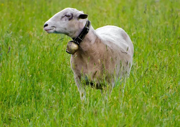 Eine Selektive Fokusaufnahme Eines Jungen Schafes Auf Einer Grünen Wiese — Stockfoto