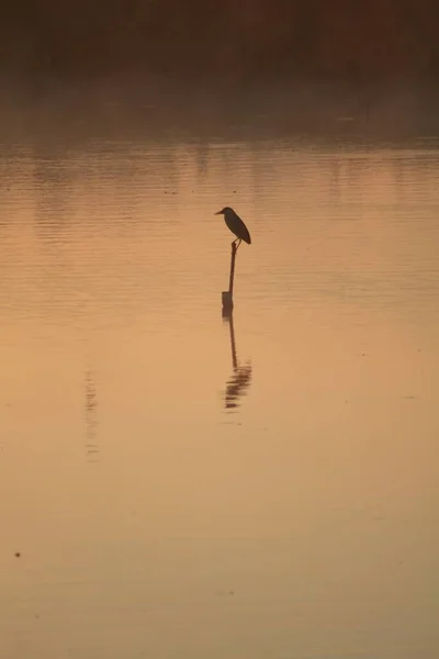 Eine Vertikale Aufnahme Eines Vogels Der Sich Auf Dem See — Stockfoto